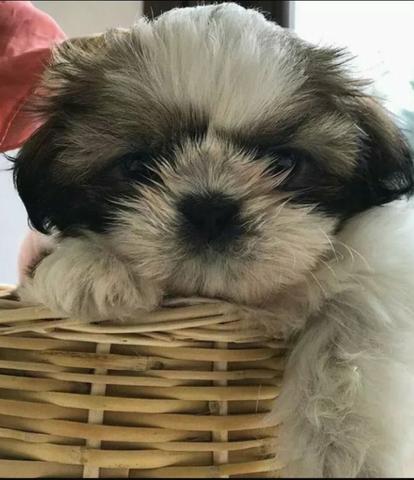 Shih Tzu peludinhos