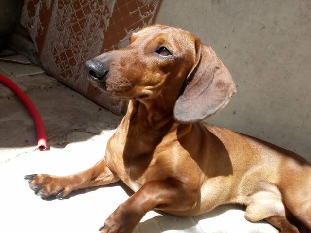 Salchicha pruro procurando parceira para cruzar - Foto 4