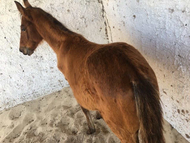 Potro Mangolina gigante 7 meses