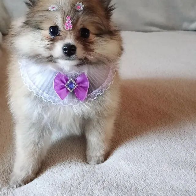 Spitz Alemão 