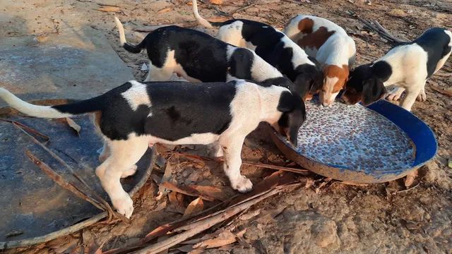 Cachorro