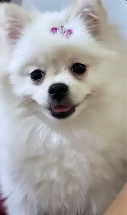 spitz alemão - pedigree  - Foto 2