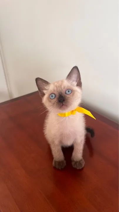 Gatos siameses para doação muito amorosos? - Foto 2