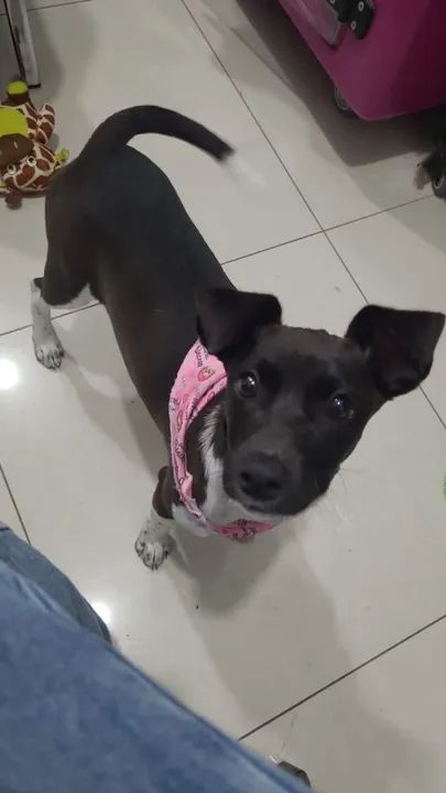 Doa-se cachorra - Foto 2