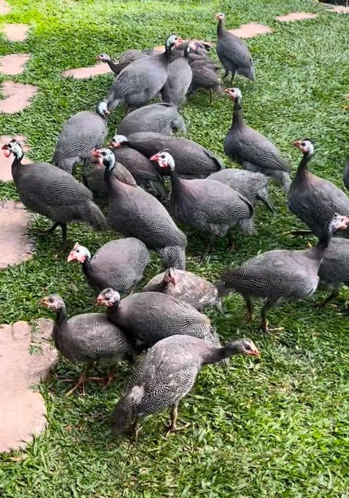 Galinha d Angola adultas