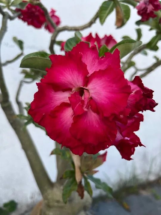 Rosa do deserto adulta com 3 tipos de flores (enxertada) - Foto 2