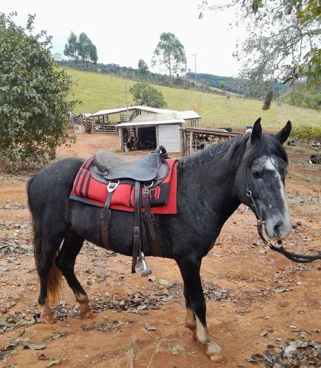 Cavalo para venda