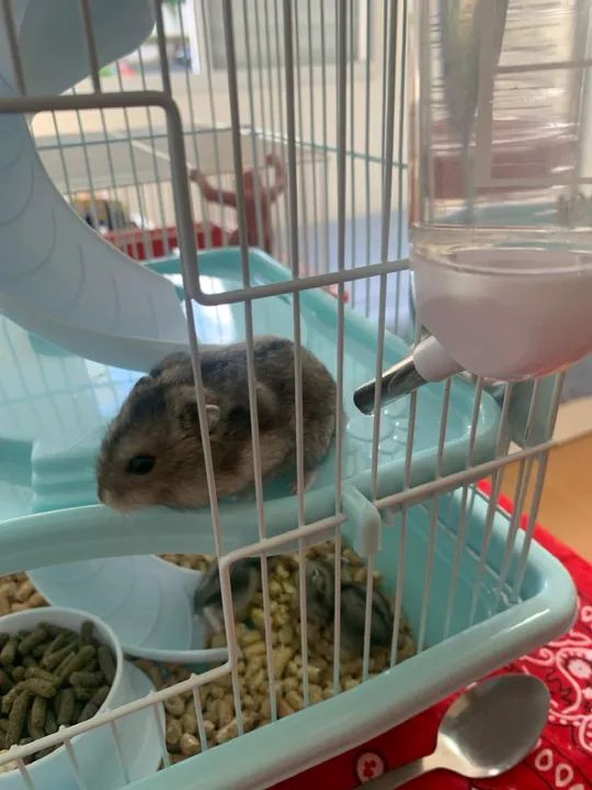 Filhote Humster Anão Russo - Foto 2