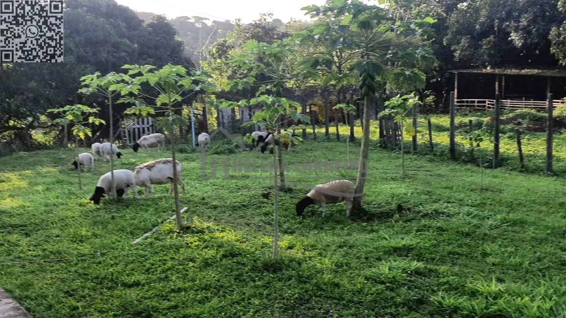 Paudalho  Sítio  Sítio em Paudalho, porteira fechada, 5 hectares - Foto 10