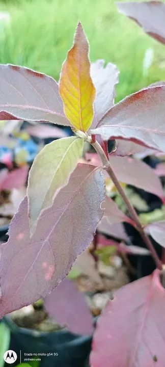 TEMPEROS VARIADOS  - Foto 6