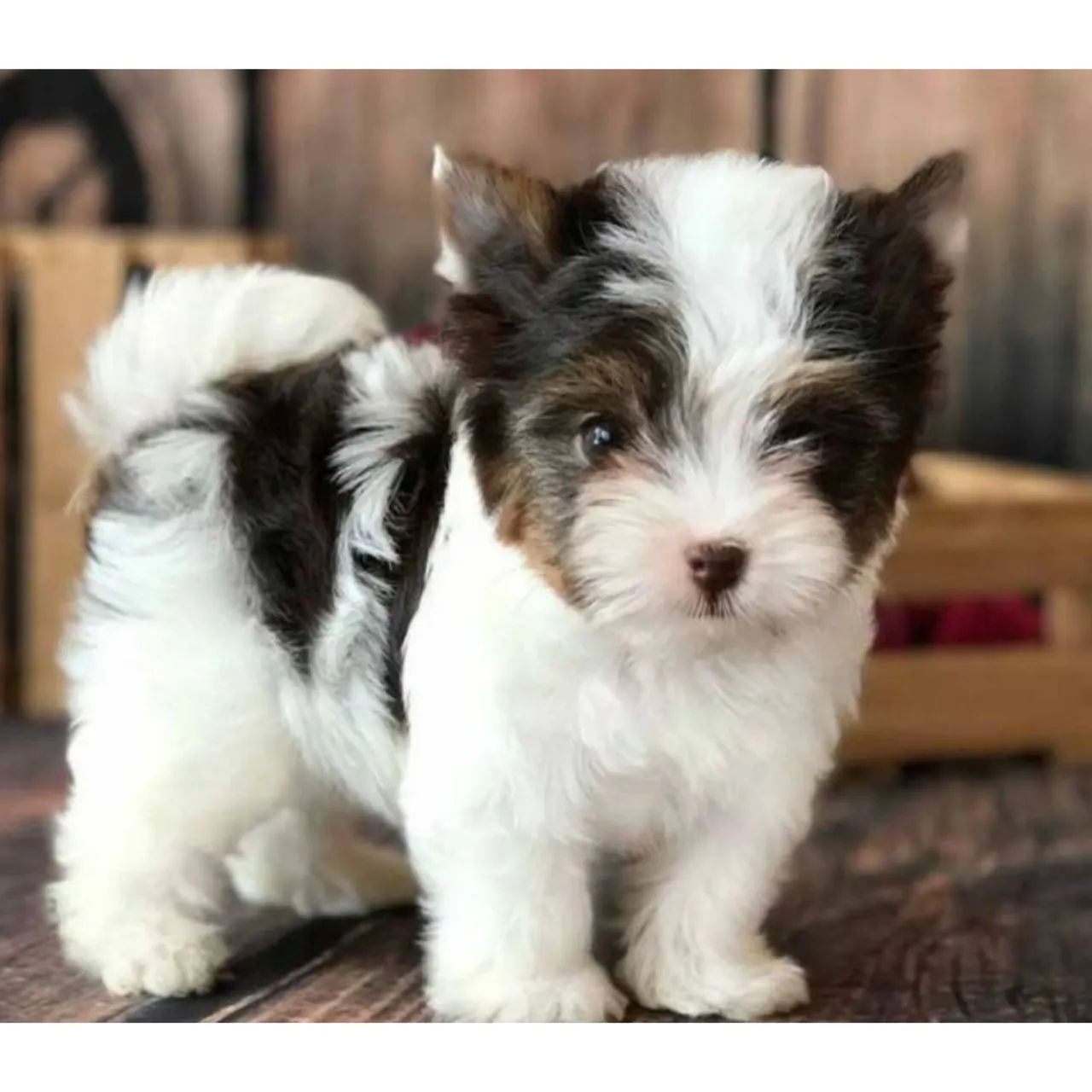 Biewer os mais lindos  - Foto 2
