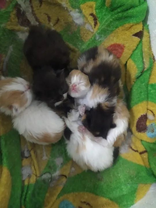 Persas filhotes a pronta entrega..  ...l - Foto 3