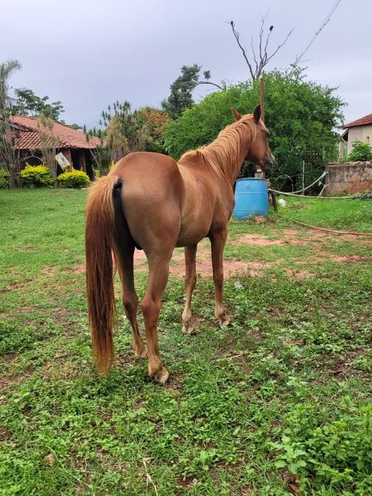 Cavalo