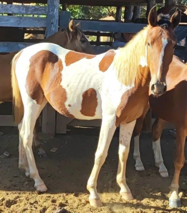 Potro Pampa alto nivel