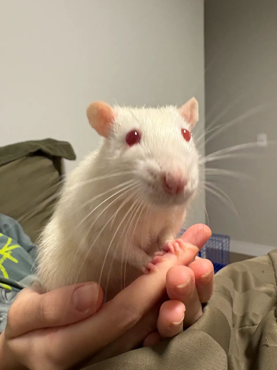 Rato Twister - Foto 2