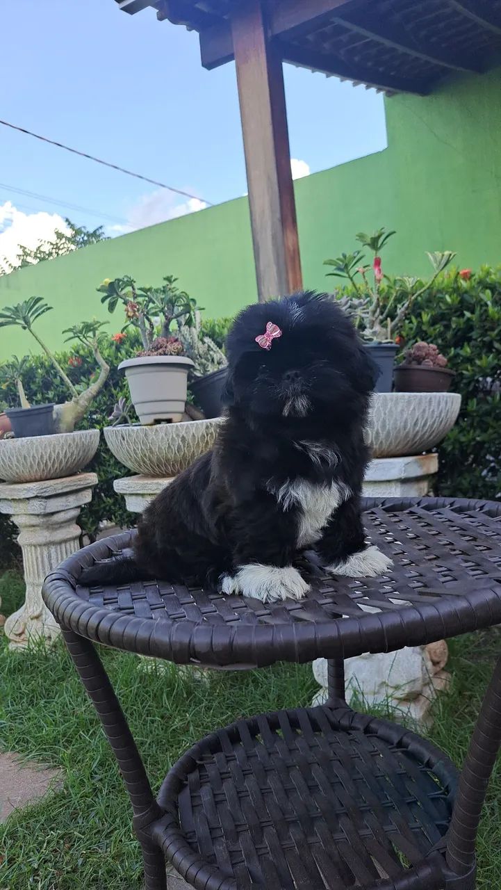 Venda de filhotes shih tzu  - Foto 3