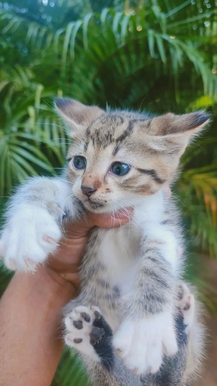 Gatinho adorável para adoção - Foto 2