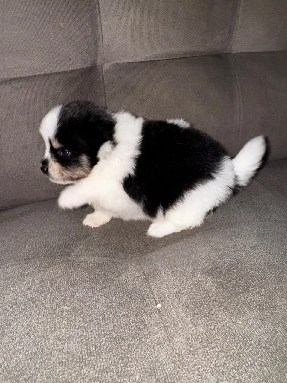 Cachorro