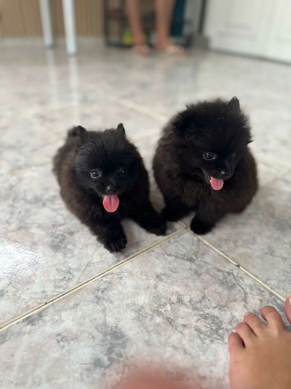 Macho e fêmea filhotes de Spitz Alemão