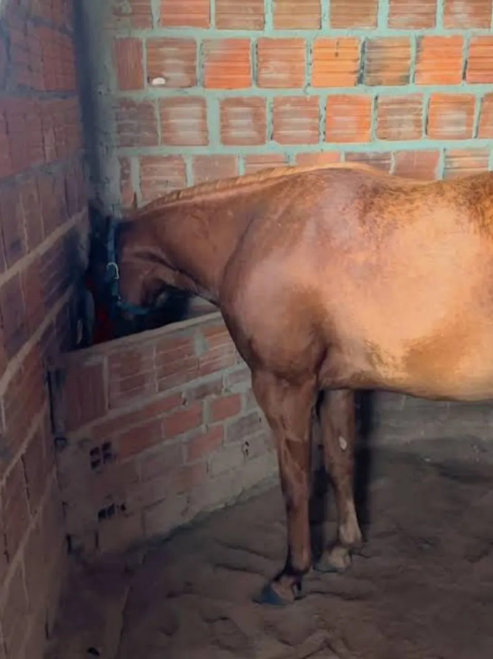 Cavalo Mangalarga Marchador