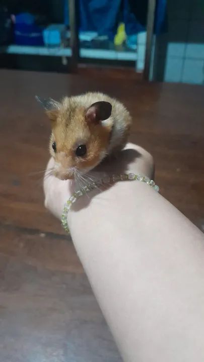 Vende se aquario para hamster e hamster  - Foto 5