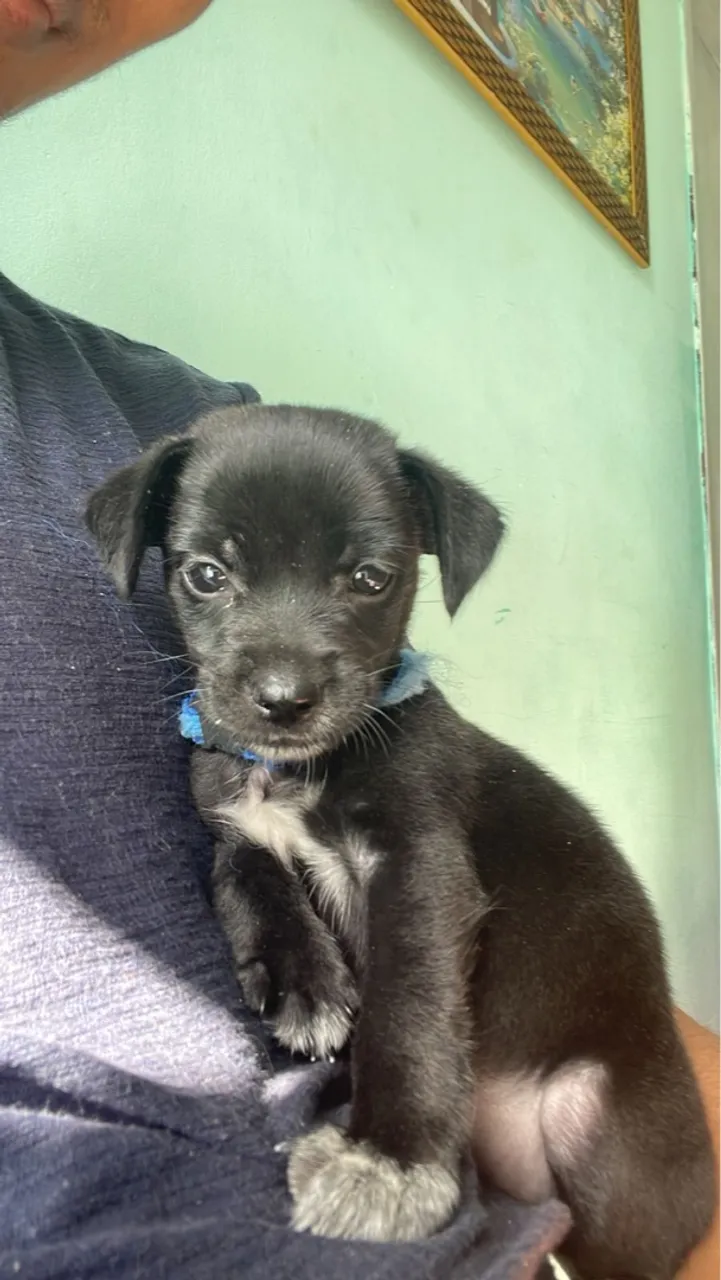 Filhote de cachorro preto fofo menina