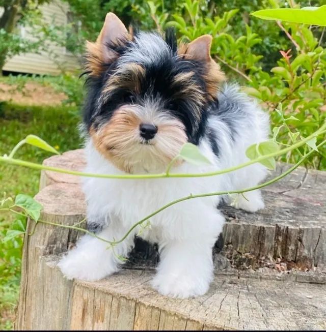 Macho de Biewer Terrier com Pedigree e Vermifugado com Endal