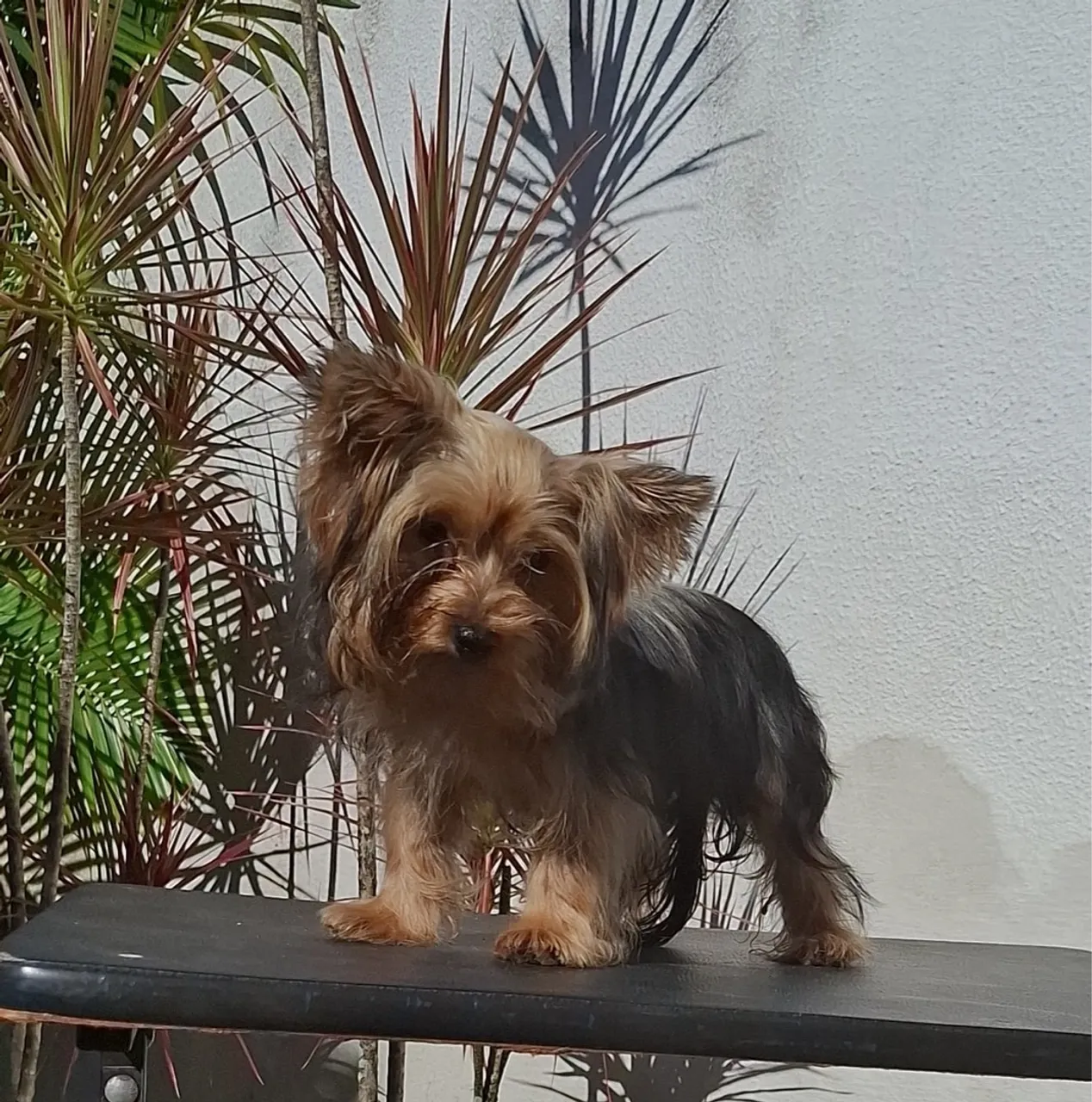 Yorkshire Terrier macho