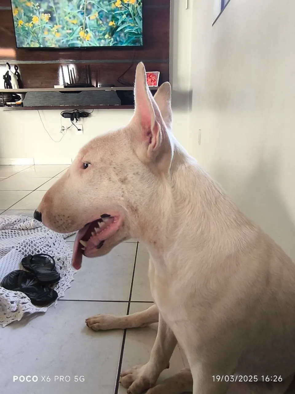 Bull Terrier Inglês procura namorada