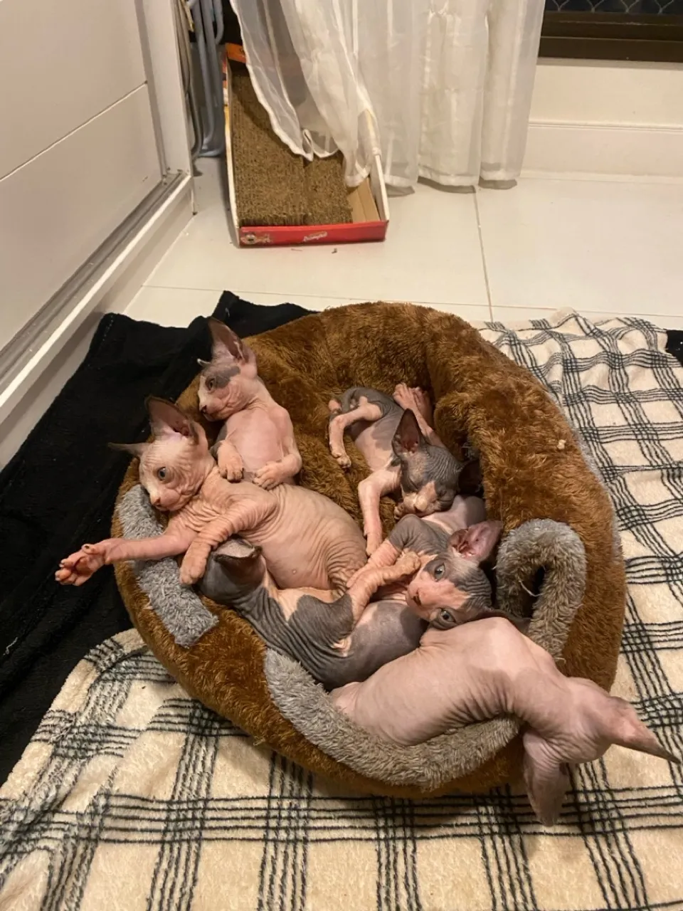 Filhotes de gato Sphynx 