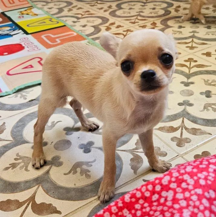 Chihuahua Fêmea - Adorável e Carinhosa - Foto 6