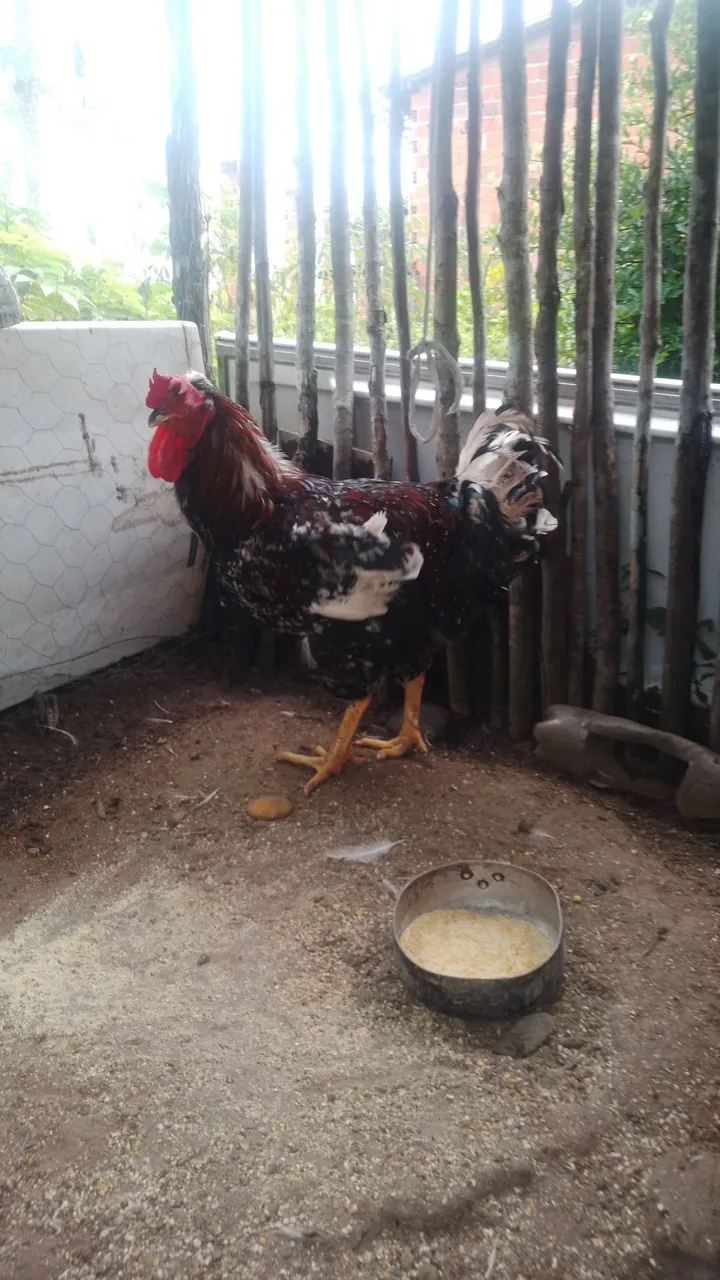 galinhas balão