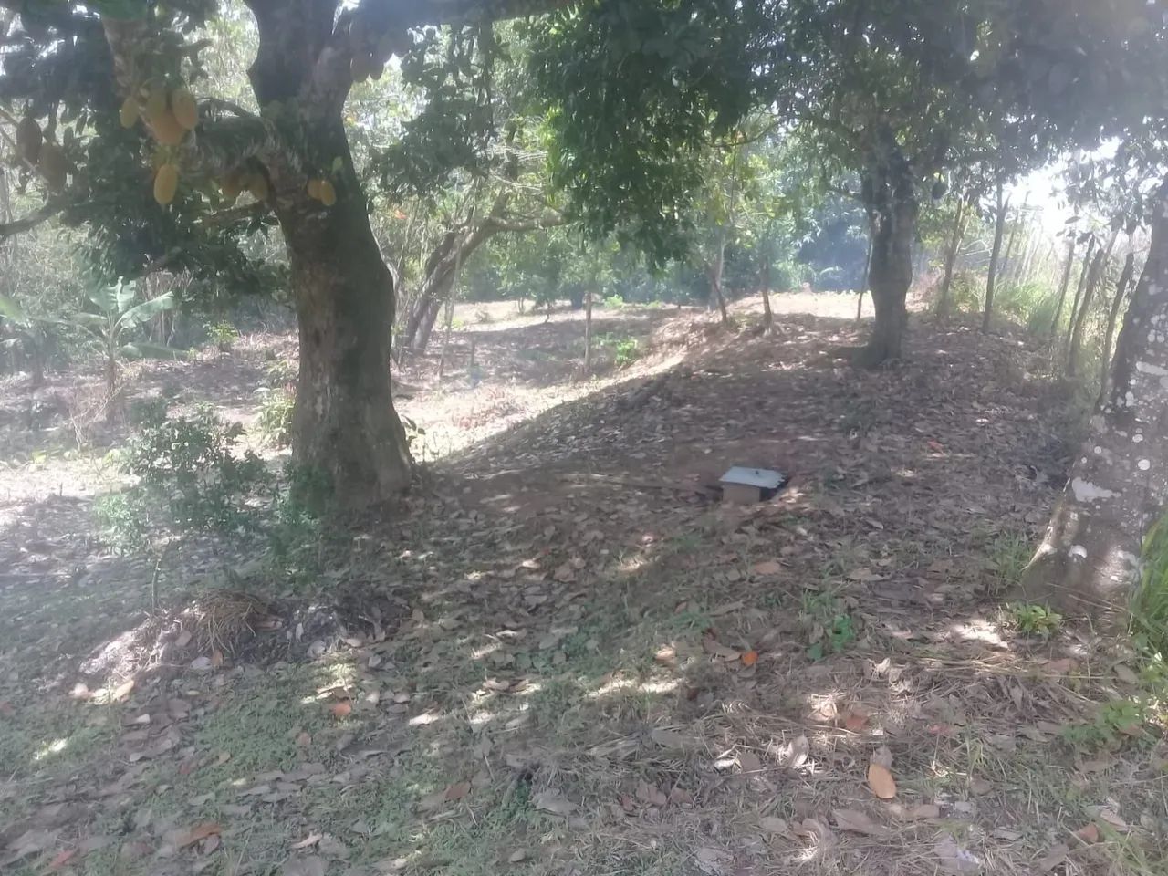 Vendo terreno  em taquipe 