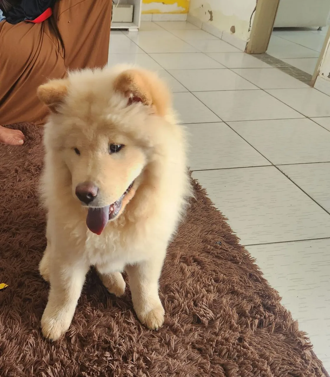 Vendo filhote de Chow Chow Fêmea já com todas as vacinas.