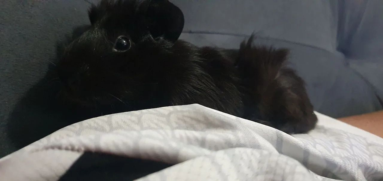 Porquinho da Índia  - Foto 2