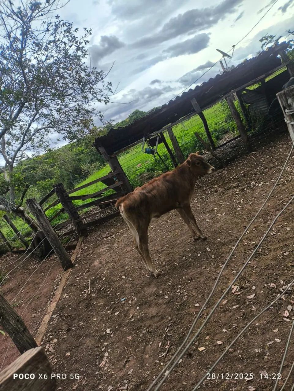 Vaca leiteira com bezerro - Foto 2