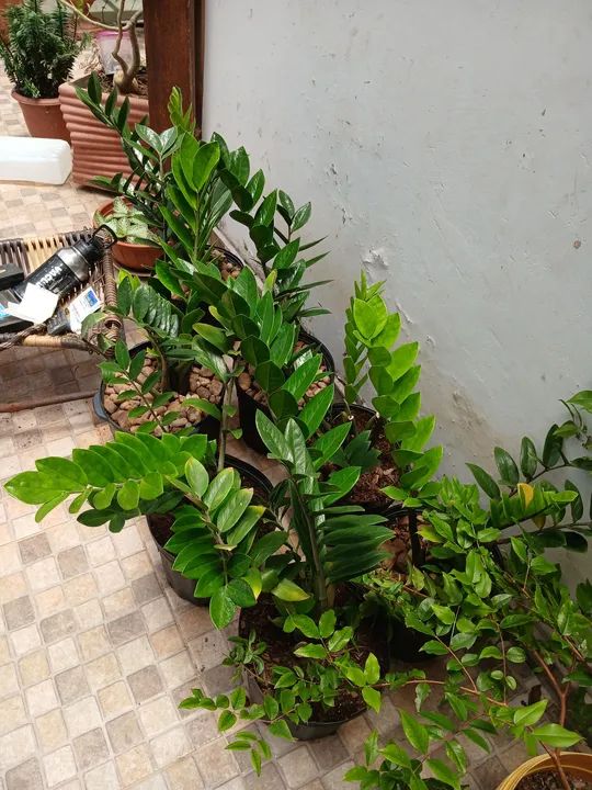 Samio toop prosperidade