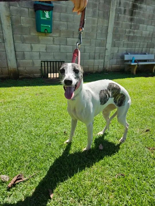 Cachorro Whippet fêmea - Foto 4