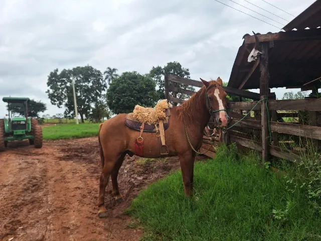 Cavalo a venda