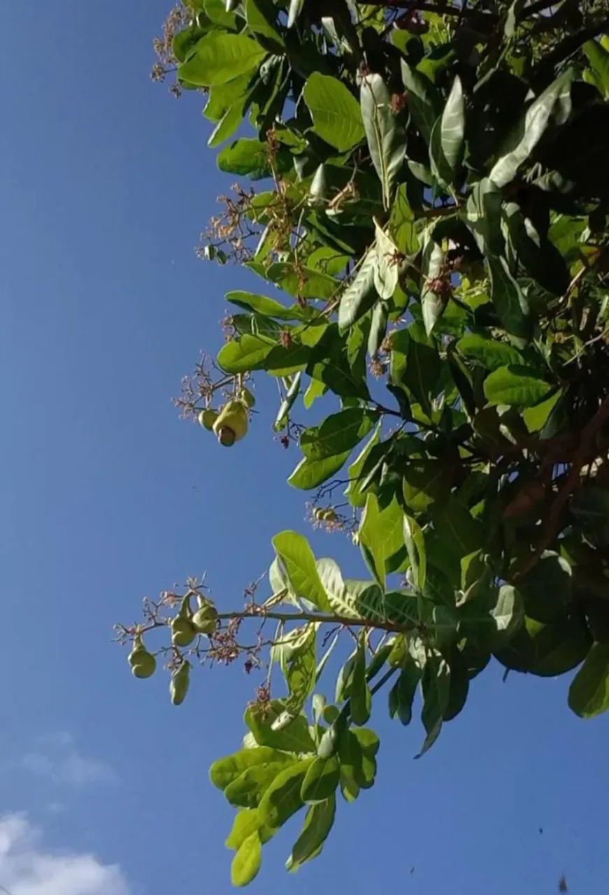 Muda de Cajueiro Prontas para Plantio - Foto 3