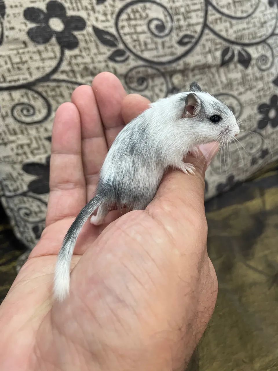 Gerbil 64313863796993120