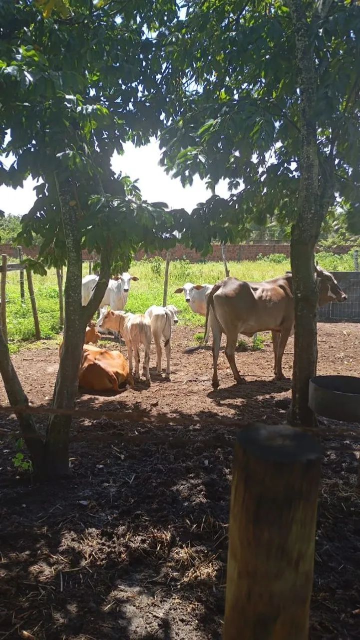 Boi pra Cria em engorda  - Foto 2