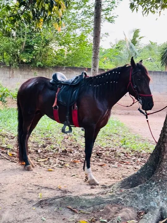 Cavalo mangalarga inteiro no provisório 