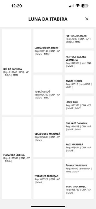 Potra Mangalarga Marchador Pampa de preto  - Foto 2