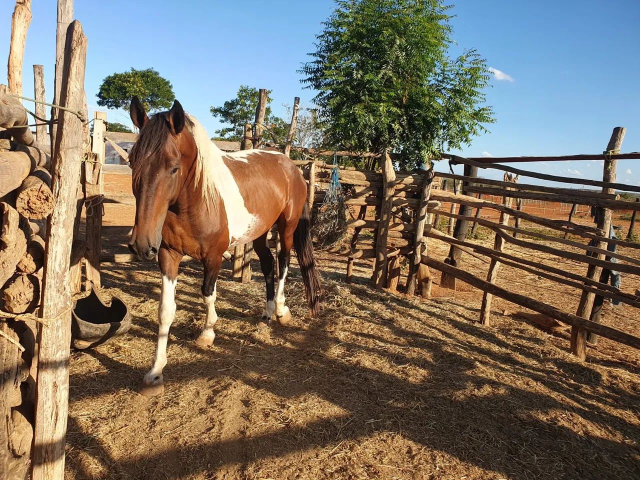 Campolina Homozigoto Registrado  - Foto 6