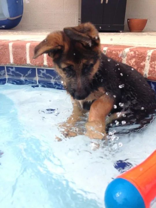 Filhote de Pastor Alemão com esse calor só na piscina 