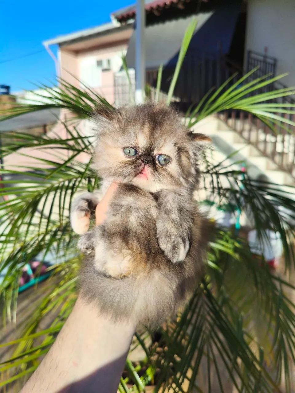 PERSA TopShow - Filhote FÊMEA