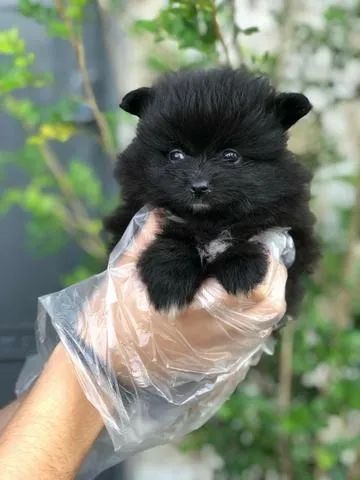 Três fêmeas de Spitz alemão estão com 56 dias vacinadas e todas com pedigree  - Foto 3