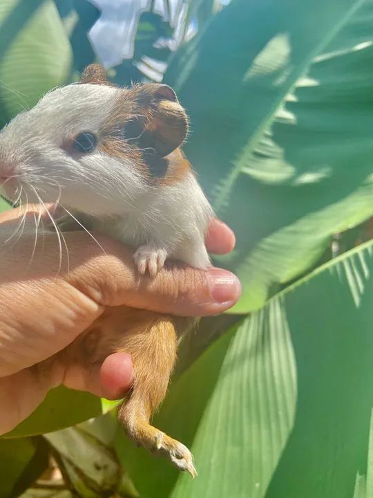 Porquinho da índia - Foto 6
