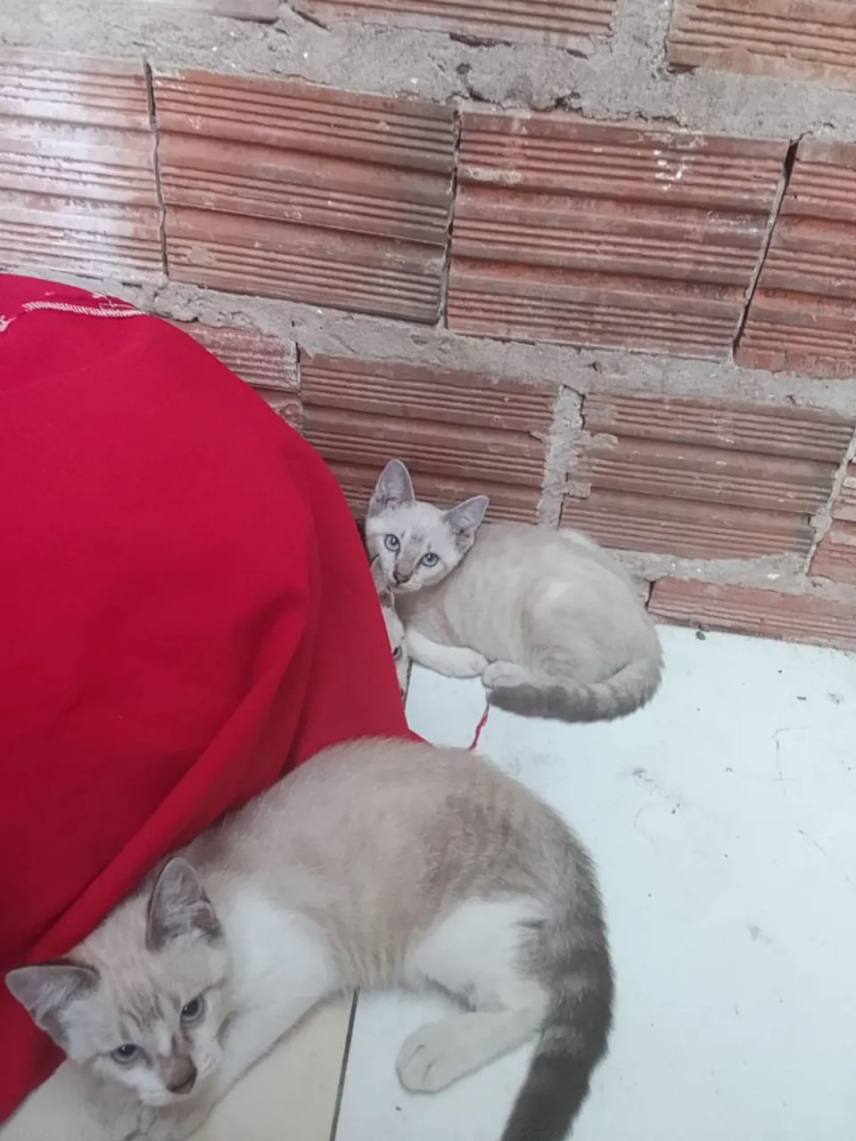 Gatinhos Siameses para adoção